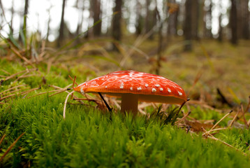 amanita with a shiny hat