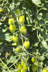 Obraz premium 目黒天空庭園 畑のトマト