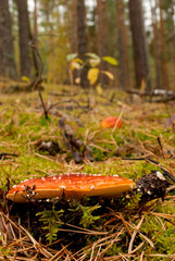 fly agaric in the woods