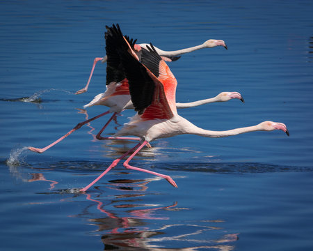 Three Greater Flamingoes take off in formation at Strandfontein, South Africa