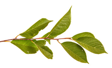 Obraz premium branch of a cherry tree with green leaves. Isolated on white background