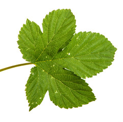 green hop leaves. Isolated on white background