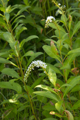 目黒天空庭園　おおはし里の杜 オカトラノオ