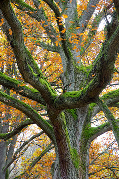 Autumn Tree with Leaves