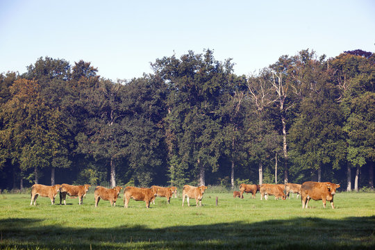 herd of limousin cows near forest om utrechtse heuvelrug near Doorn in holland