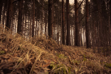 Pine Forest Spring Morning Retro