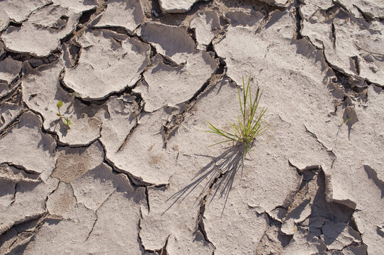 Ausgetrocknete Erde mit Gras Klimawandel Erderwärmung 