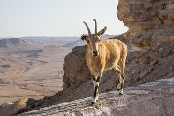 Mountain goat 