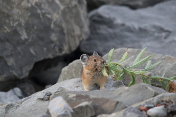 Pika Glacier NP Montana USA © Frank Fichtmüller