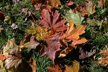 Ciemnoczerwone, brązowe i żółte jesienne liście klonu leżą na trawie  w parku © Wioletta