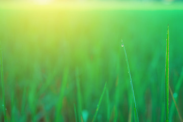 Drop on rice green lerf close up.