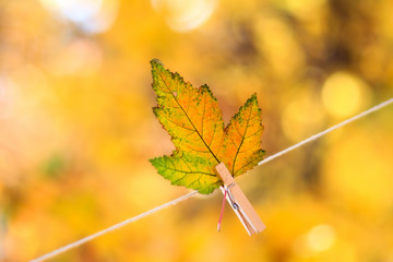Colorful autumn leaf hanging on a clothesline by a clothespin