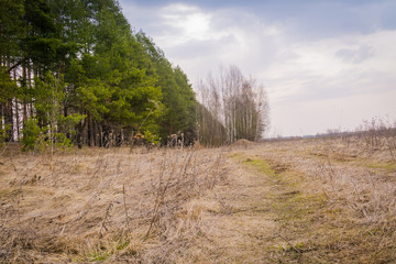 Spring Pine Forest Morning