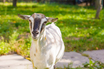 Goats on a farm at countryside