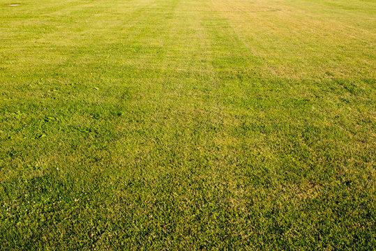 green cutted grass background