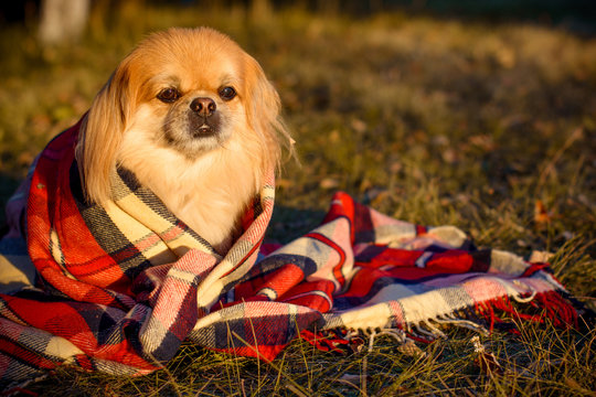 Pretty little dog on a plaid sit and feeling freedom at autumn day. A dog human best friend cute beautiful pekingese. Pet on a nature 