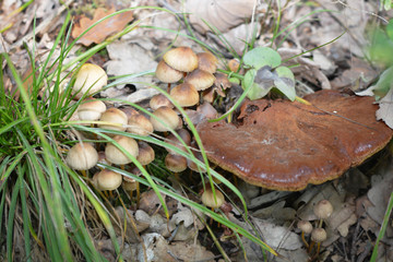 Pilze im Wald 