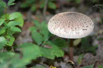 frischer Parasol im Wald gefunden