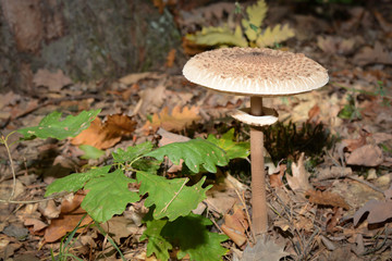 frischer Parasol im Wald gefunden