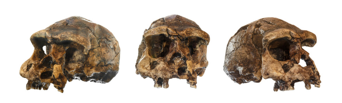 Set of Homo erectus skull . Discovered in 1969 in Sangiran , Java , Indonesia . Dated to 1 million years ago . ( front . side . oblique view )