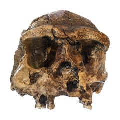 Homo erectus skull ( Front view ) . Discovered in 1969 in Sangiran , Java , Indonesia . Dated to 1...