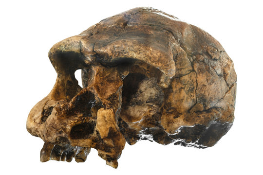 Homo erectus skull ( Oblique view ) . Discovered in 1969 in Sangiran , Java , Indonesia . Dated to 1 million years ago