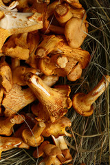 Chanterelle mushrooms