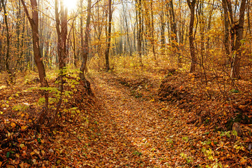 Fototapeta premium landscape of bright sunny autumn forest with orange foliage and trail