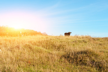 Obraz premium Two cows grazing on the top of the autumn slope with yellow grass from afar