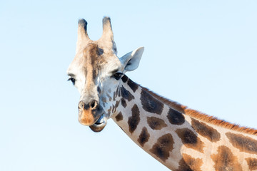 Portrait of an African giraffe. Head and long neck. Wild animal.