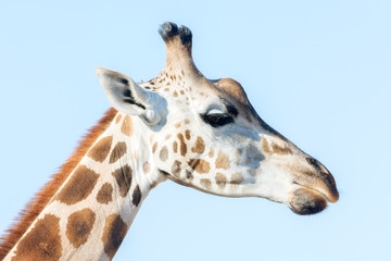 Portrait of an African giraffe. Head and long neck. Wild animal.