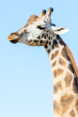 Portrait of an African giraffe. Head and long neck. Wild animal.