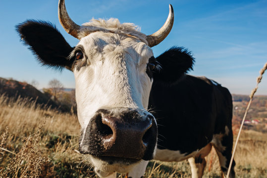 Close-up Face Of Horned Black And White Cow Outdoor. Cow Staring And At The Camera And Sniffing It