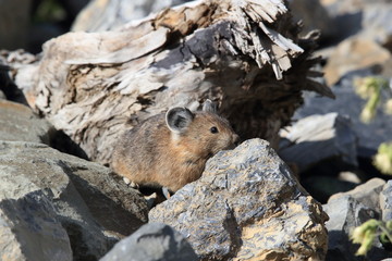 Pika Glacier NP Montana USA