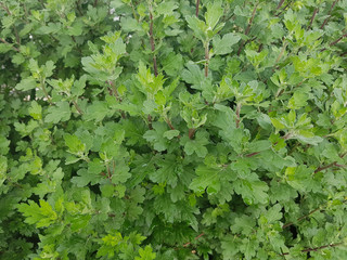 Chrysantheme, Herbst-, Chrysanthemum Indicum-Hybr. Poesie, Kraeuter, Heilpflanze