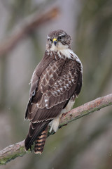 Mäusebussard (Buteo buteo) sitzt im Winter auf einem Ast