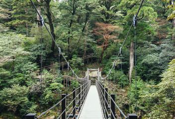 Bridge hanging Forest Trekking trail adventure Nature Landscape