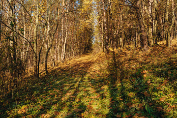 Landscape with autumn wood with trees and brush upon grassland hill.