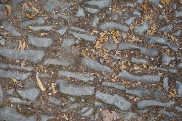 Walking in the forest