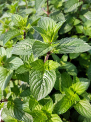 Pfeffer-Minze, Mentha piperita, Multimentha, Kraeuter, Heilpflanze © Ruckszio
