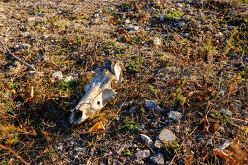 Close-up background of bull's head skeleton lies on the ground
