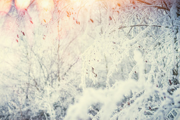 Winter nature background with snow covered plants and grasses at sun light background with bokeh