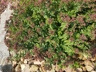 Sibierischer Oregano, Origanum vulgare ssp. Kraeuter, Heilpflanze