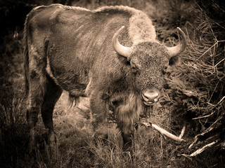 European Bison in the forest. Wisent. Bison bonasus © nmelnychuk