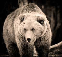 European brown bear in a forest landscape at summer. Big brown bear in forest.