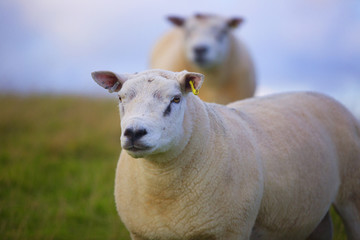 The Sheep of Wales 