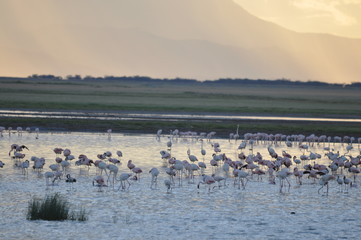 The African landscape. Kenya