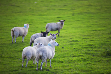 Obraz na płótnie Canvas The Sheep of Wales 