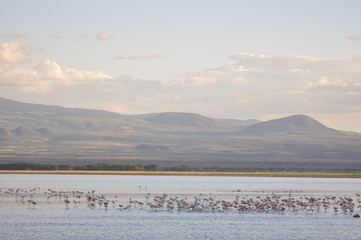 Naklejka premium The African landscape. Kenya