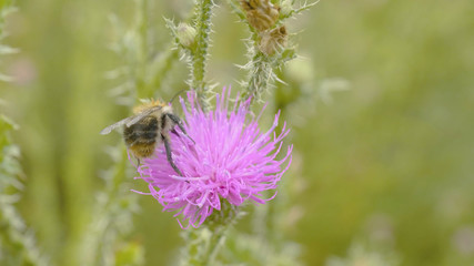 Fototapeta premium A bee collecting nectar from purple cosmos flower, macro